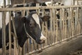 Cow barn milk eating grass fed cattle dairy farming Royalty Free Stock Photo