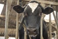 Cow barn milk eating grass fed cattle dairy farming