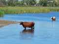 Cow is bathing in the river cattle