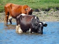 Cow is bathing in the river cattle