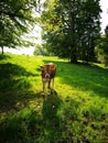 Cow Royalty Free Stock Photo