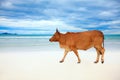 Cow on the beach Royalty Free Stock Photo