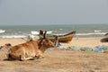 Cow on the beach