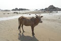 Cow on the beach