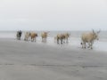 Cow on the beach