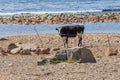 Cow on the beach