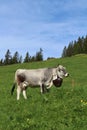 Cow with beautiful bell