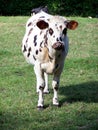 A cow Royalty Free Stock Photo
