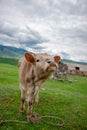 Cow on a beautiful green alpine meadow . Mountains on background. Cows in pasture Royalty Free Stock Photo