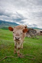 Cow on a beautiful green alpine meadow . Mountains on background. Cows in pasture Royalty Free Stock Photo