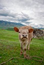 Cow on a beautiful green alpine meadow . Mountains on background. Cows in pasture Royalty Free Stock Photo