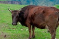 Cow on a beautiful green alpine meadow . Mountains on background. Cows in pasture Royalty Free Stock Photo