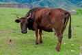 Cow on a beautiful green alpine meadow . Mountains on background. Cows in pasture Royalty Free Stock Photo