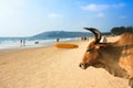 Cow on beautiful tropical beach in Asvem , India Royalty Free Stock Photo