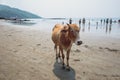 Cow on Beautiful Tropical beach ,Goa, India. Royalty Free Stock Photo