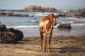 Cow on Beautiful Tropical beach ,Goa, India. Royalty Free Stock Photo