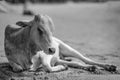 Cow on Beautiful Tropical beach ,Goa, India. Royalty Free Stock Photo