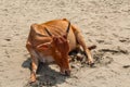 Cow on Beautiful Tropical beach ,Goa, India. Indian cow at the sandy beach Royalty Free Stock Photo