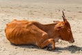 Cow on Beautiful Tropical beach ,Goa, India. Indian cow at the sandy beach Royalty Free Stock Photo