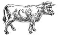 Cow Beef Food Grunge Style Hand Drawn Icon