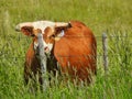 Cow Behind Barbed Wire Fence Looking at Passersby