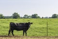 Cow behind fence looking out from pasture Royalty Free Stock Photo