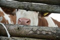 Cow behind wooden fence Royalty Free Stock Photo