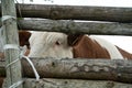 Cow behind wooden fence Royalty Free Stock Photo