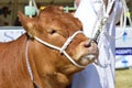 Cow being Exhibited at Agricultural show Royalty Free Stock Photo