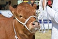 Cow being exhibited in country show Royalty Free Stock Photo