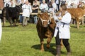 Cow being judged
