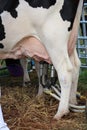 Cow being milked