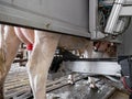 cow being milked by milking robot on farm in holland