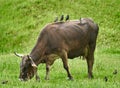 Cow being pecked by birds Royalty Free Stock Photo