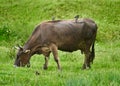 Cow being pecked by birds Royalty Free Stock Photo