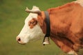 Cow and bell Royalty Free Stock Photo