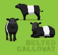 Cow Belted Galloway Cartoon Vector Illustration