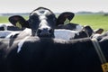 Cow bends its head over the back of another cow amid a herd of other cows