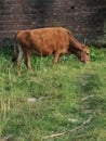 Cow is the best part of the nature Royalty Free Stock Photo