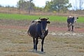 a cow with a big bell, cow horns Royalty Free Stock Photo