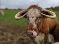 A cow with big horns licks its nose