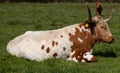 A cow with big horns lies on the grass Royalty Free Stock Photo