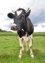 Cow with big muzzle on a spring pasture. Cow full length on a pasture close up. Farm animals. Royalty Free Stock Photo