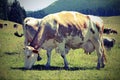 cow with big udders grazes in the mountains Royalty Free Stock Photo