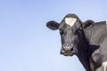 Cow, black head shot, grumpy expression and a blue background, portrait at right side of a mature and calm bovine Royalty Free Stock Photo