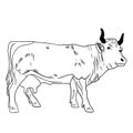 Cow with black horns on a white background, a sacred animal