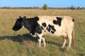 Cow of black-and-white breed