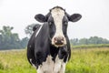 Cow black and white in a field, front view looking calm, pink nose medium shot