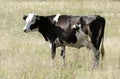 Cow with black and white spots grazes on a summer meadow Royalty Free Stock Photo