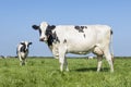 Cow black and white, udder large and full and mammary veins, a green field and a blue sky Royalty Free Stock Photo